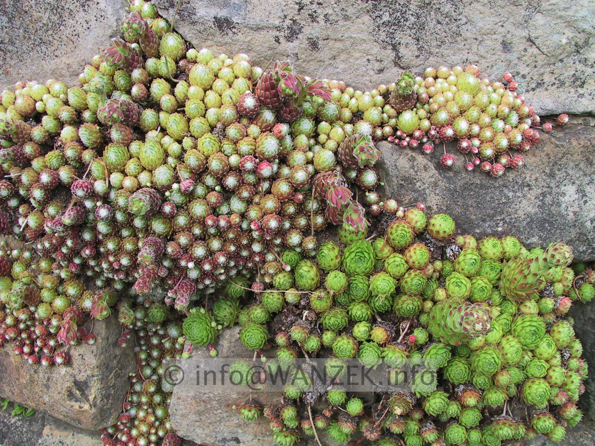 Sempervivum hybridum in Sorten 02 in Mauer.JPG